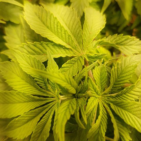 Blue Cheese growlog timeline photo