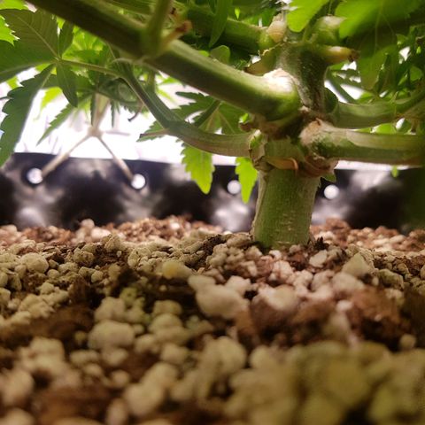 Blue Cheese growlog timeline photo