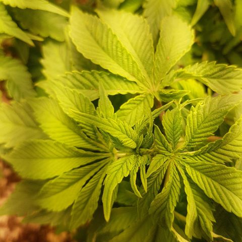 Blue Cheese growlog timeline photo