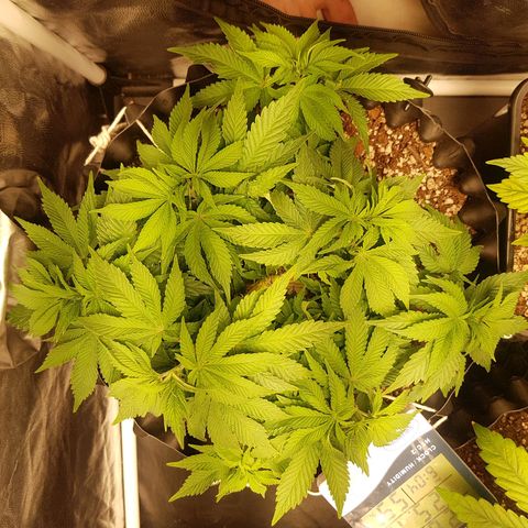 Blue Cheese growlog timeline photo