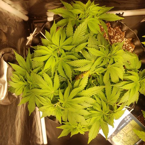 Blue Cheese growlog timeline photo