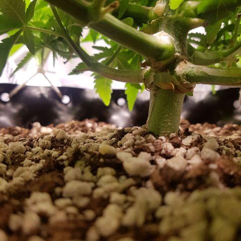Blue Cheese growlog timeline photo