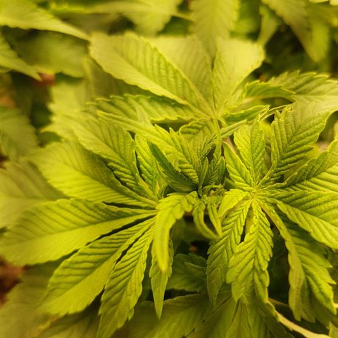 Blue Cheese growlog timeline photo