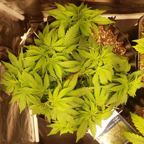 Blue Cheese growlog timeline photo