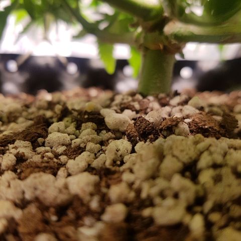 Blue Cheese growlog timeline photo