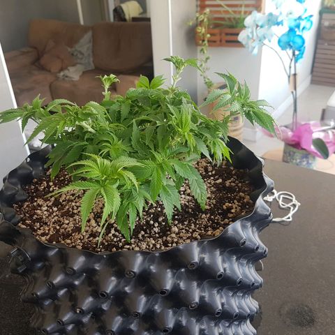 Blue Cheese growlog timeline photo