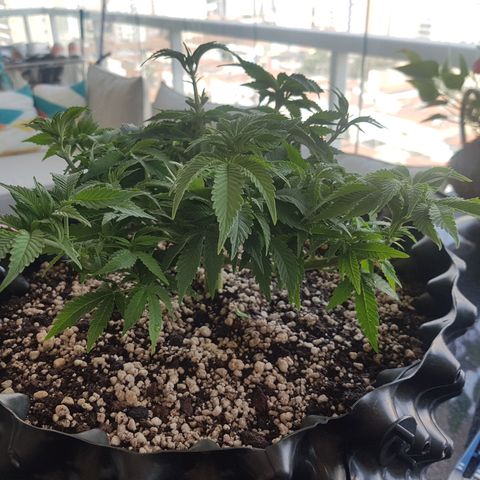 Blue Cheese growlog timeline photo