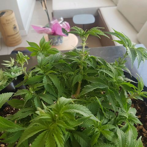 Blue Cheese growlog timeline photo