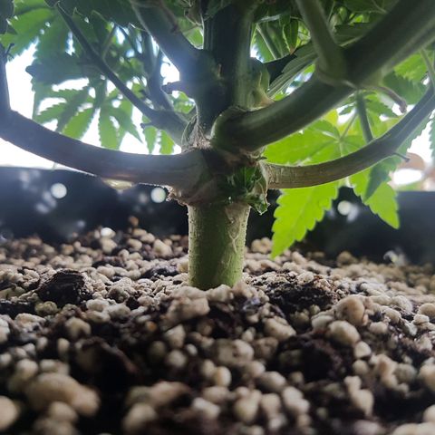 Blue Cheese growlog timeline photo