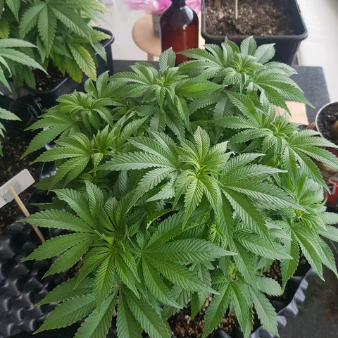 Blue Cheese growlog timeline photo