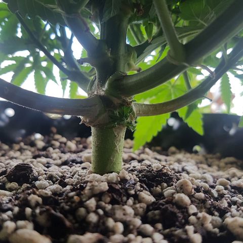 Blue Cheese growlog timeline photo