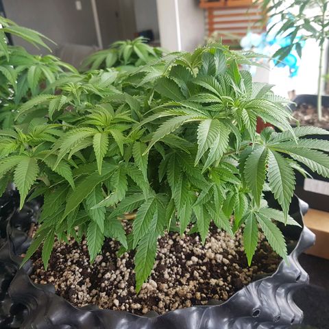 Blue Cheese growlog timeline photo
