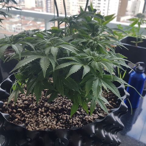 Blue Cheese growlog timeline photo