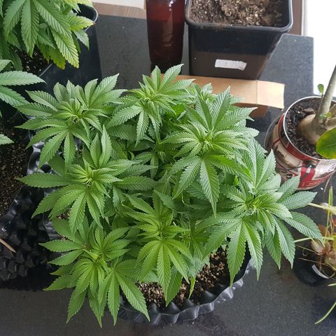 Blue Cheese growlog timeline photo