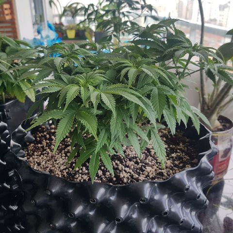 Blue Cheese growlog timeline photo
