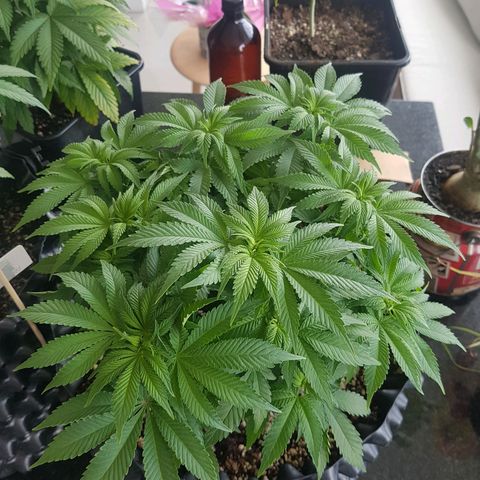 Blue Cheese growlog timeline photo