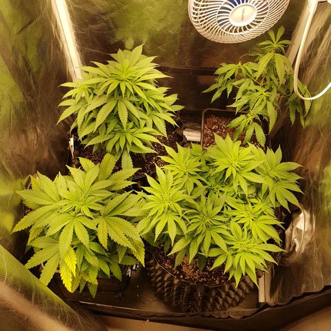 Blue Cheese growlog timeline photo