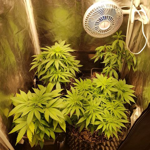 Blue Cheese growlog timeline photo