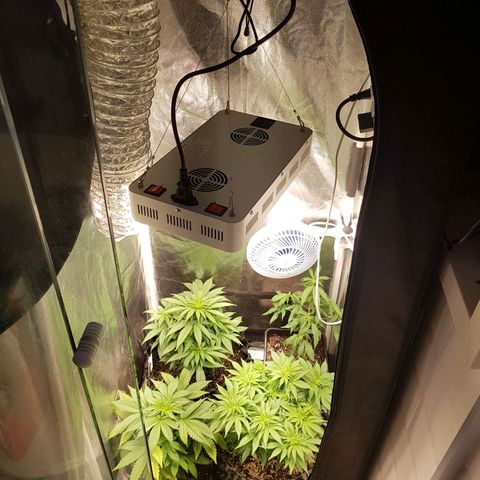 Blue Cheese growlog timeline photo