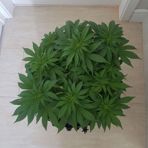 Blue Cheese growlog timeline photo