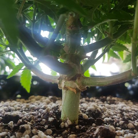 Blue Cheese growlog timeline photo