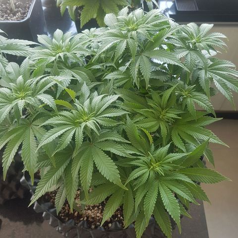 Blue Cheese growlog timeline photo