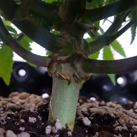 Blue Cheese growlog timeline photo