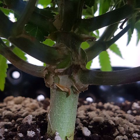 Blue Cheese growlog timeline photo