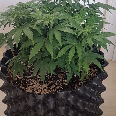 Blue Cheese growlog timeline photo