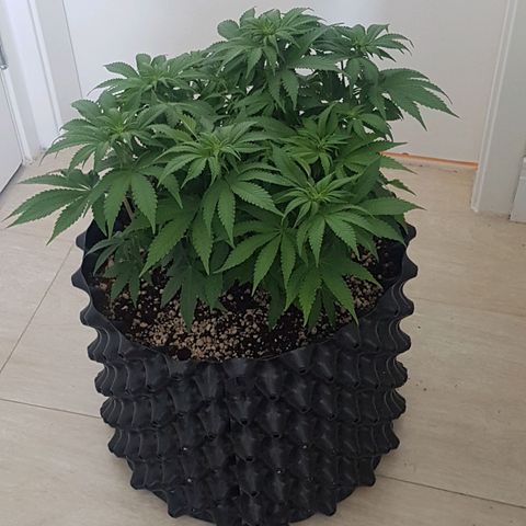 Blue Cheese growlog timeline photo