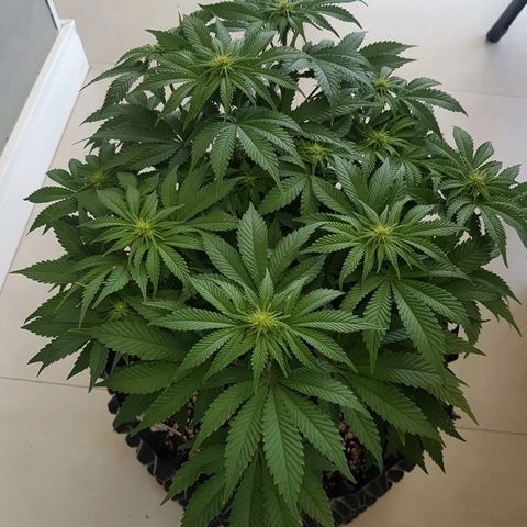 Blue Cheese growlog timeline photo