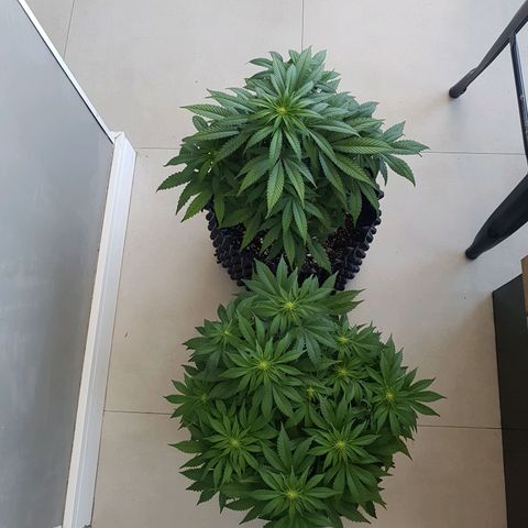 Blue Cheese growlog timeline photo