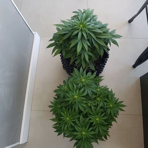 Blue Cheese growlog timeline photo
