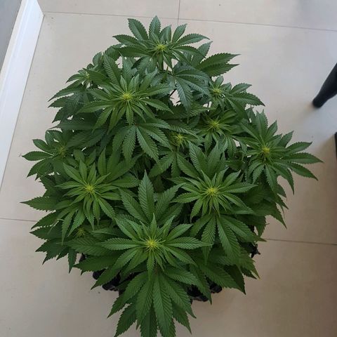 Blue Cheese growlog timeline photo