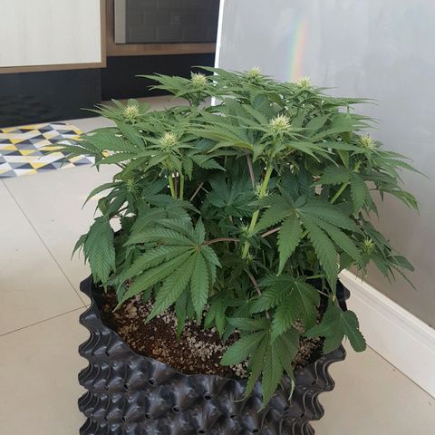 Blue Cheese growlog timeline photo