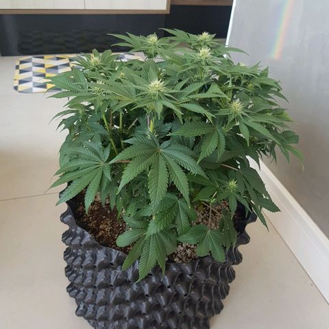 Blue Cheese growlog timeline photo