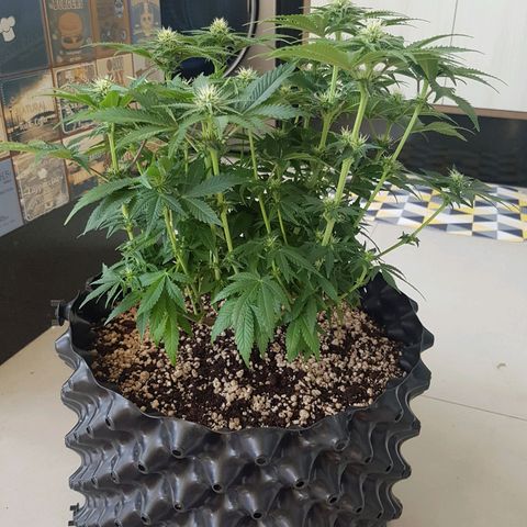 Blue Cheese growlog timeline photo