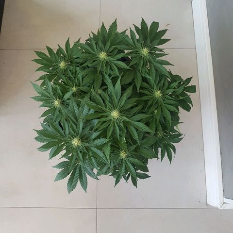 Blue Cheese growlog timeline photo