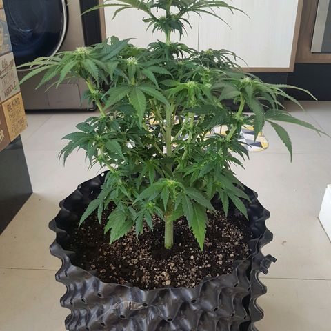 Blue Cheese growlog timeline photo