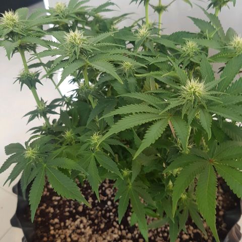 Blue Cheese growlog timeline photo
