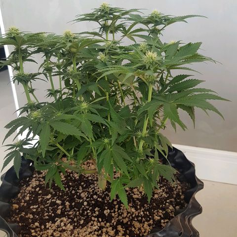 Blue Cheese growlog timeline photo