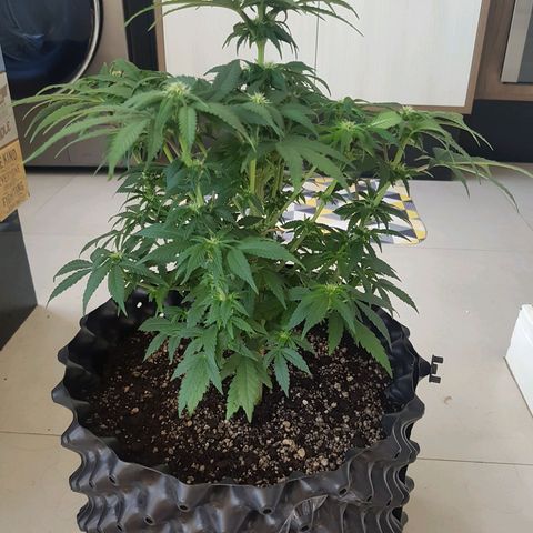 Blue Cheese growlog timeline photo
