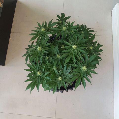 Blue Cheese growlog timeline photo