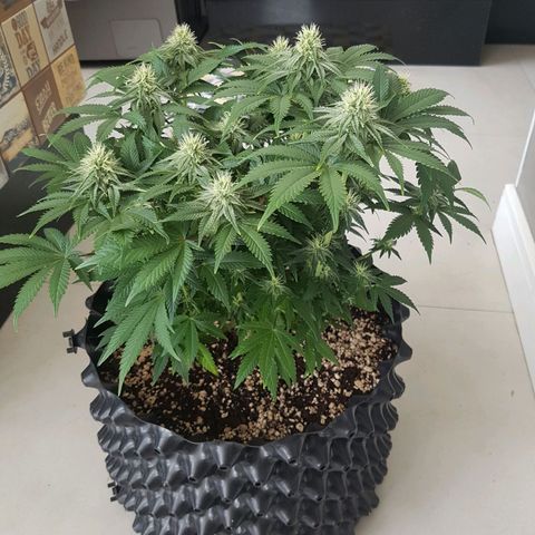 Blue Cheese growlog timeline photo