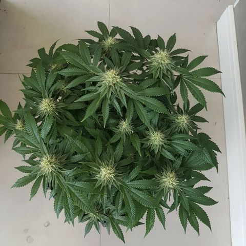 Blue Cheese growlog timeline photo