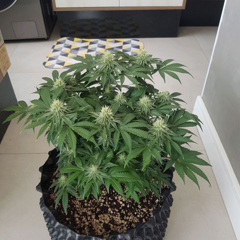 Blue Cheese growlog timeline photo