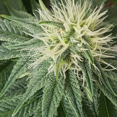 Blue Cheese growlog timeline photo