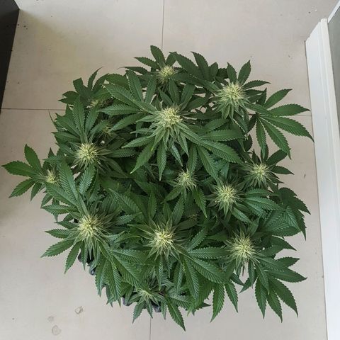 Blue Cheese growlog timeline photo