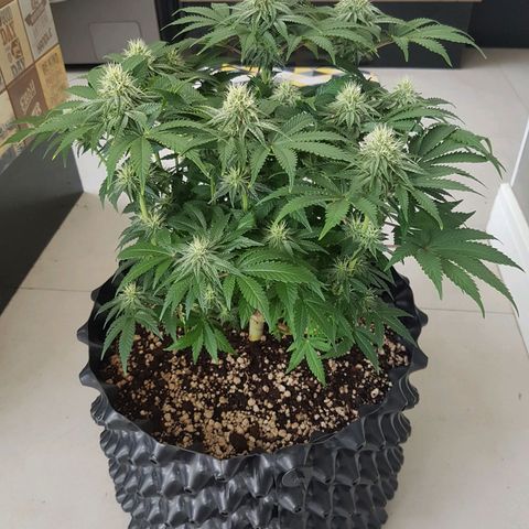 Blue Cheese growlog timeline photo