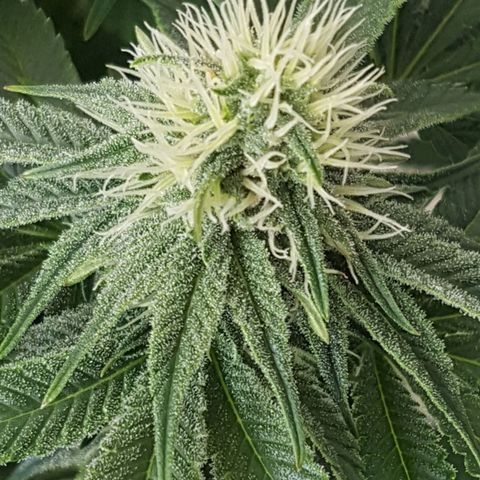 Blue Cheese growlog timeline photo
